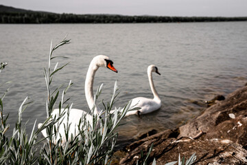 Schwan im Wasser