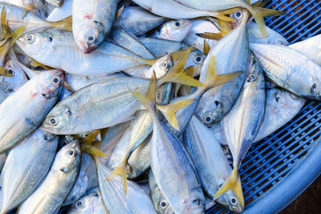 Obraz premium Seafood, Fresh Fish in local market, Thailand