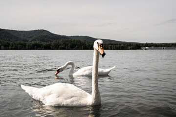 Schwan im Wasser