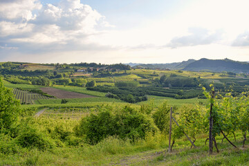 Fototapeta na wymiar Roero hills in Piedmont, Italy