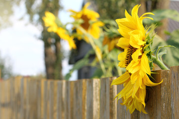 blooming sunflowers close up on the background of the silhouette of a house in the village. bright...