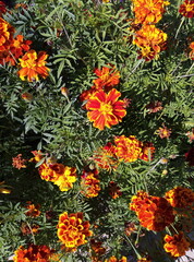 flowers in the garden