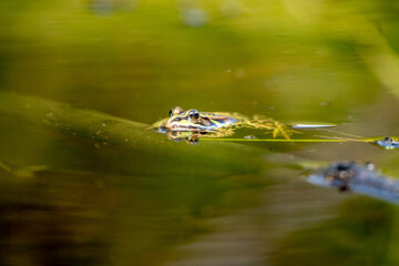 Frosch an der Wasseroberfläche 