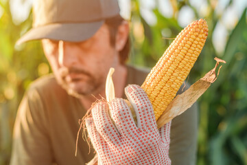 Farmer holding corn on the cob in the field