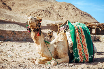 Camel ride at desert safari in Egypt. Camels Resting in The Thar Desert