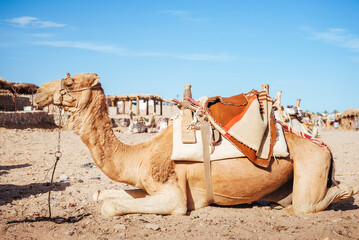 Camel ride at desert safari in Egypt. Camels Resting in The Thar Desert