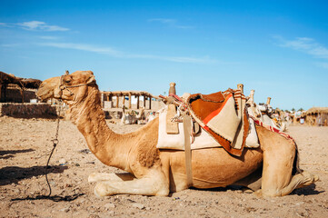 Fototapeta premium Camel ride at desert safari in Egypt. Camels Resting in The Thar Desert