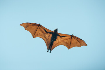 Bat flying on blue sky background ( Lyle's flying fox)