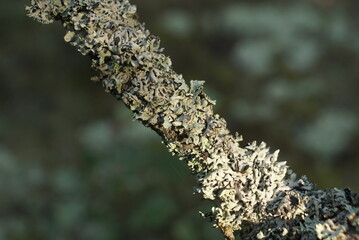 moss on an oak tree trunk