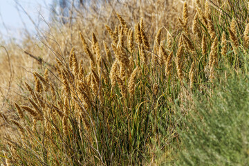 A beautiful landscape of yellow grass caused by the summer sun with warm sunlight in a natural, selective focus. Yellow autumn grass as an autumn landscape