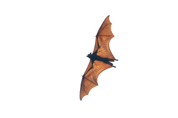 Fototapeta premium Bat flying isolated on white background (Lyle's flying fox)