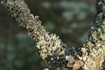 moss on an oak tree trunk