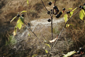  tree trunk in a wet spider web