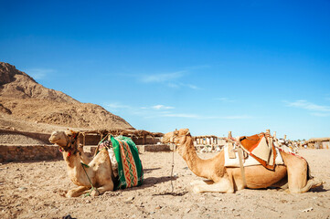 Camel ride at desert safari in Egypt. Camels Resting in The Thar Desert