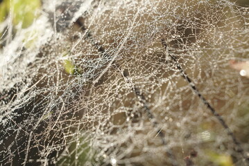 wet cobweb beautiful background close up