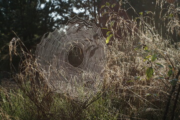 wet cobweb in the meadow