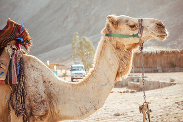Camel ride at desert safari in Egypt. Camels Resting in The Thar Desert