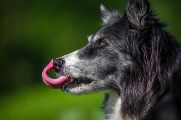 Fototapeta premium portrait of a border collie