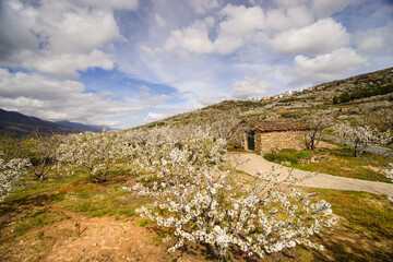 cerezos en flor -Prunus cerasus-, laderas de Piornal, valle del Jerte, Cáceres, Extremadura,...
