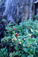 berry in forest