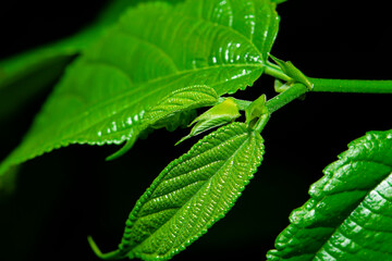 The young shoots of the emerging stalks tend to be very small.