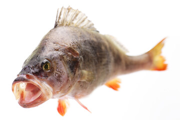 Fototapeta premium Perch fish on white background