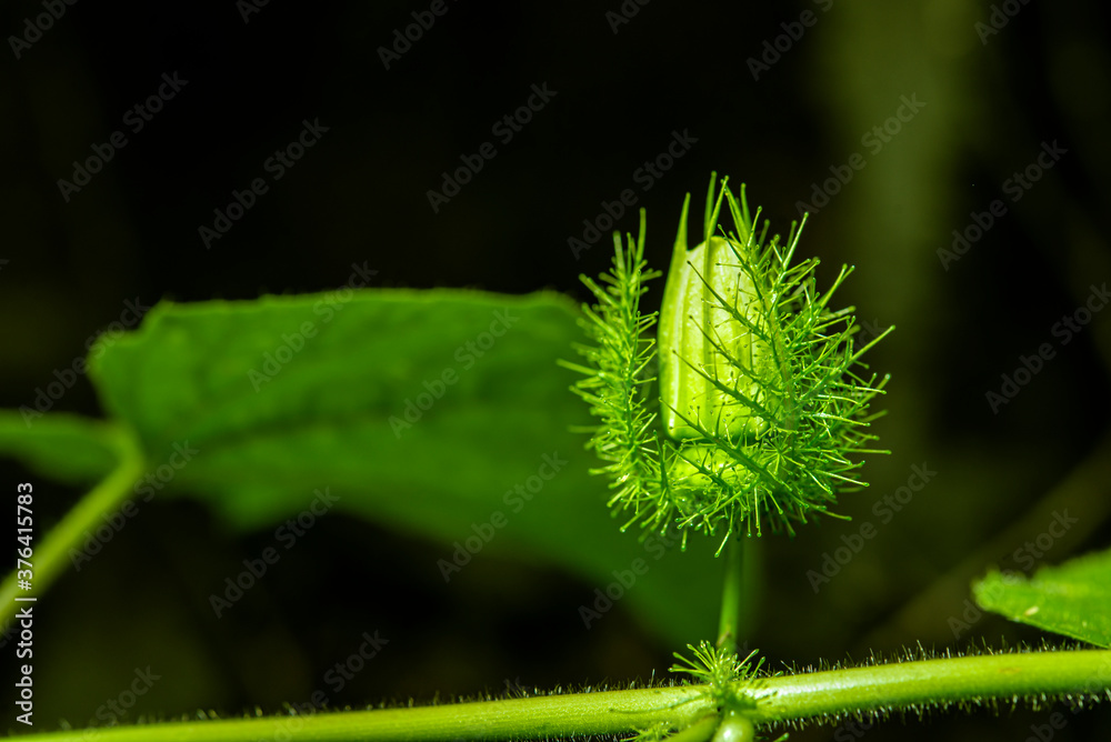 Canvas Prints The flowers of the kratom are wrapped in a grid of spines.