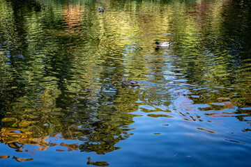 duck in the water