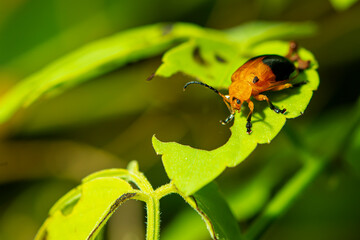 Ladybug is resting on the leaf alone.