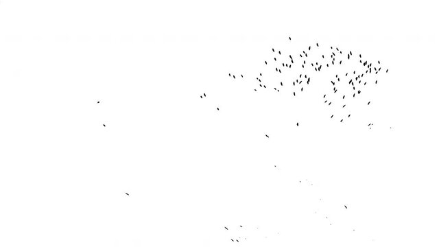 Real flock of birds flying - 05 with alpha channel ready to insert in your #vfx works as a separate layer