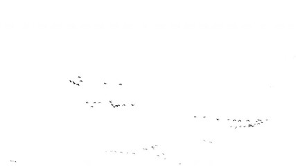 Real flock of birds flying - 06 with alpha channel ready to insert in your #vfx works as a separate layer