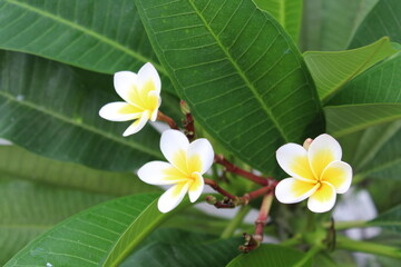frangipani plumeria flowers