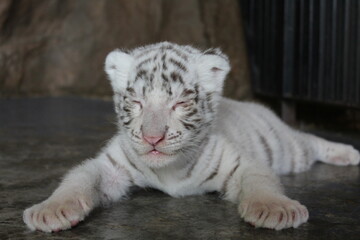 white tiger cub