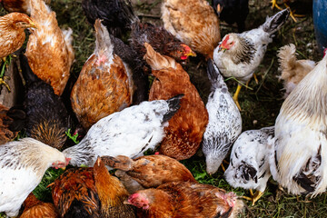 Chickens on the farm. Toned, style, color photo.