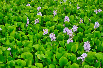 Flores
