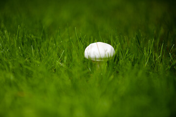 mushroom in grass
