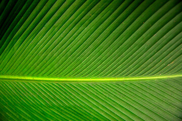 abstract green striped nature background,