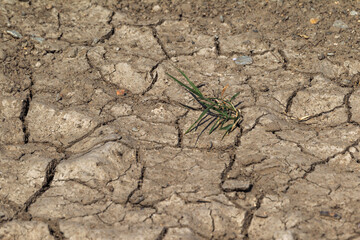 Earth land cracks with dust and rough dry surface texture, Earth's drought water shortage (Global Climate Change). The surface of drylands. Vegetation breaks through cracks in ground