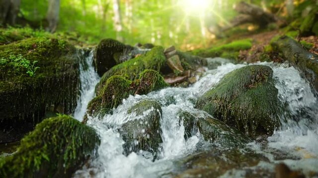 Small mountain river with crystal clear water. Water flows over the stones overgrown with moss in green forest. Morning sun breaks through the trees. Slow motion shot