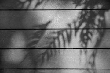 Shadows from tropical leaves on a wooden background.