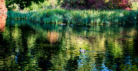 duck swimming in water