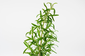 tomillo (Thymus vulgaris) subarbusto de la familia de les labiadas y romero (Rosmarinus officinalis) , planta de la fammilia Lamiaceae, plantas aromaticas,mallorca,islas Baleares,spain