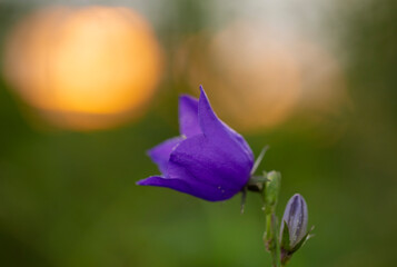 Campanula persicifolia, the peach-leaved bellflower is a flowering plant species in the family Campanulaceae. Adorable flowers of Campanula persicifolia in evening orange light with blurred bokeh. 