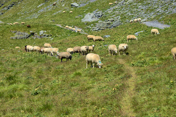 Schafe grasen auf einer Wiese auf dem Pizol in der Schweiz 7.8.2020