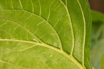 Backside of a sunflower green leaf close up telephoto shot