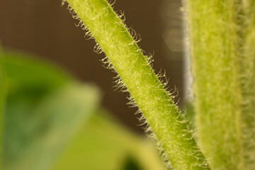 The hairs of a sunflower stem macro close up shot against the sun