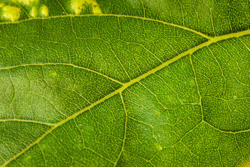 Fototapeta na wymiar Backside of a sunflower green leaf close up telephoto shot