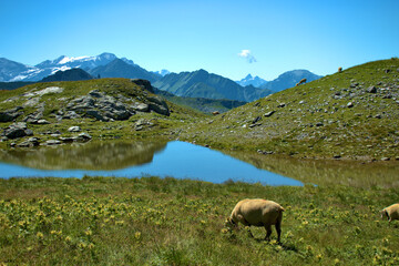 Schafe grasen auf einer Wiese auf dem Pizol in der Schweiz 7.8.2020