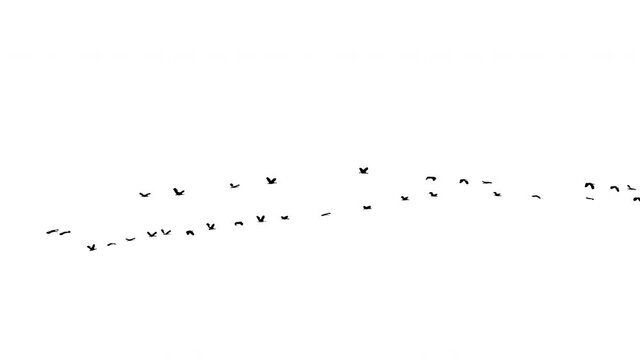 Real some birds flying - 10 with alpha channel ready to insert in your #vfx works as a separate layer