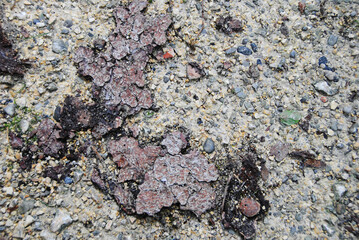 baumrinde und sand, makro , hintergrund